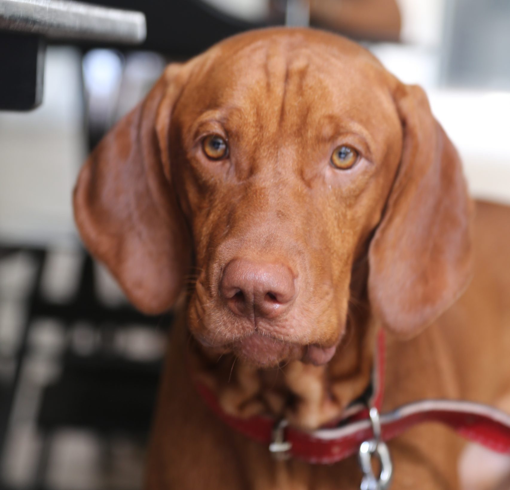 Vizsla